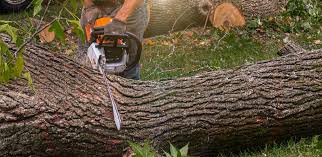 Best Tree Trimming and Pruning  in Richwood, LA