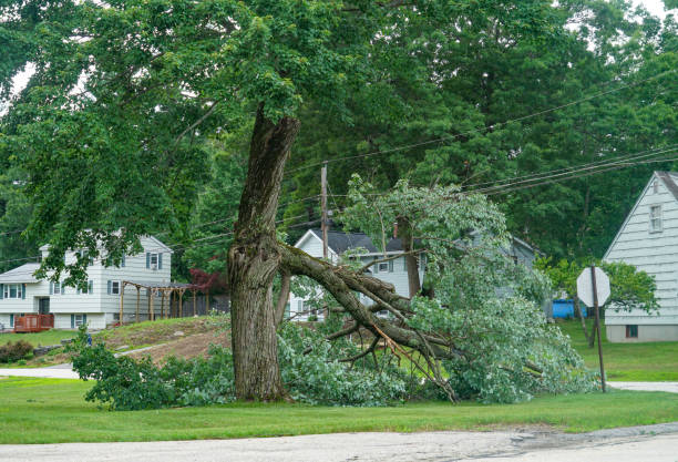 Best Arborist Consultation Services  in Richwood, LA