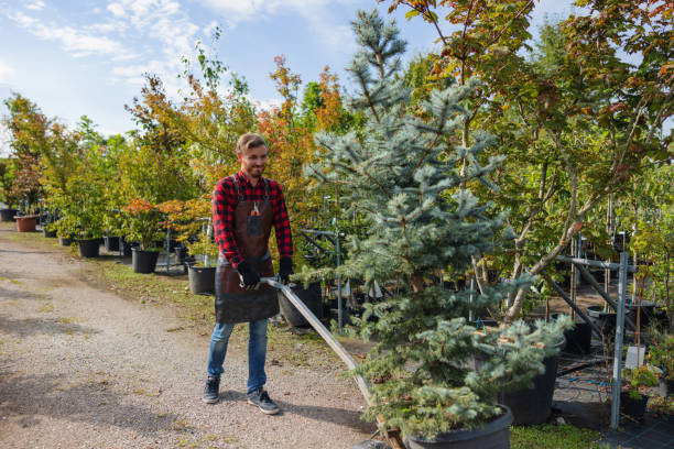 Best Hazardous Tree Removal  in Richwood, LA