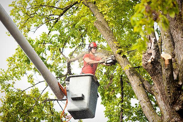 Best Emergency Tree Removal  in Richwood, LA