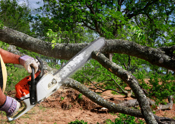 Best Seasonal Cleanup (Spring/Fall)  in Richwood, LA